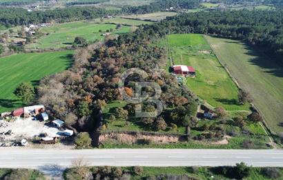 AYVACIK SÖĞÜTLÜ ANAYOLA CEPHE SATILIK 24 DÖNÜM TARLA