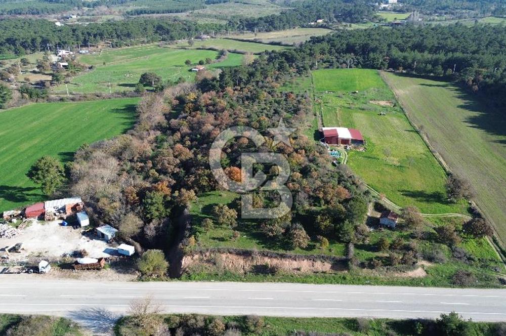 AYVACIK SÖĞÜTLÜ ANAYOLA CEPHE SATILIK 24 DÖNÜM TARLA