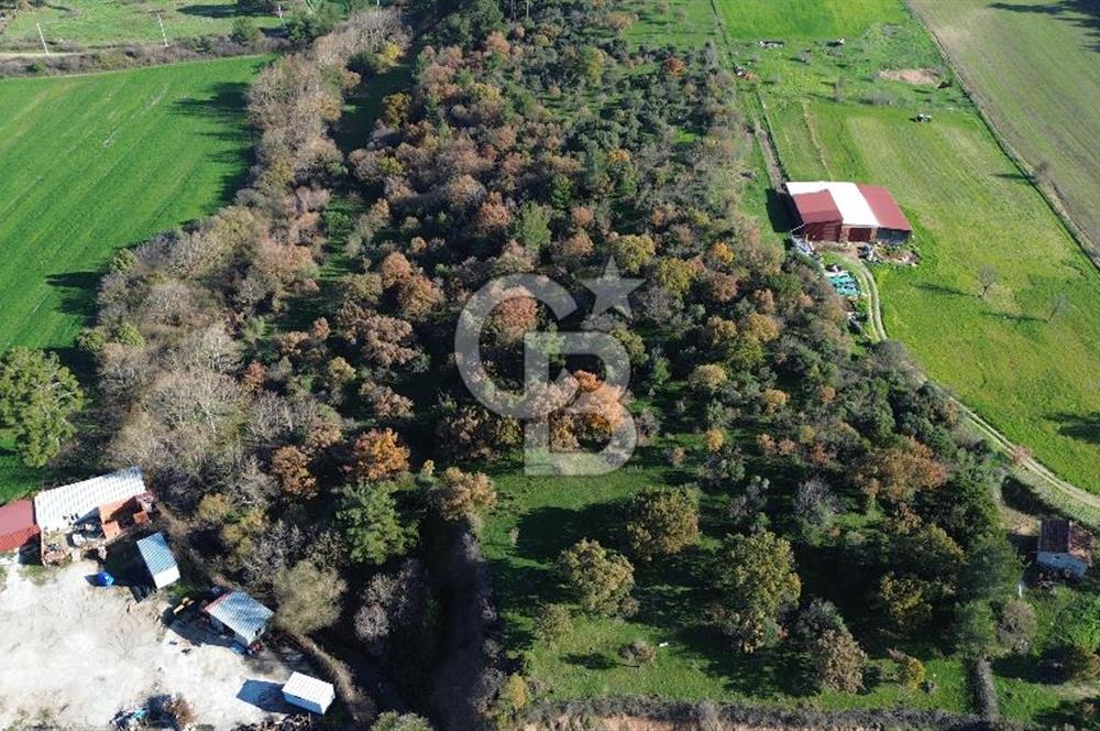 AYVACIK SÖĞÜTLÜ ANAYOLA CEPHE SATILIK 24 DÖNÜM TARLA