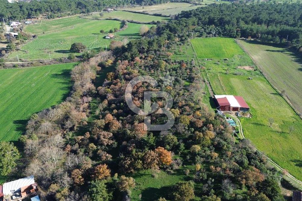 AYVACIK SÖĞÜTLÜ ANAYOLA CEPHE SATILIK 24 DÖNÜM TARLA