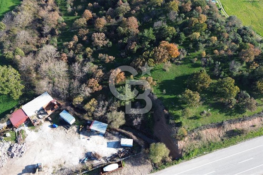 AYVACIK SÖĞÜTLÜ ANAYOLA CEPHE SATILIK 24 DÖNÜM TARLA