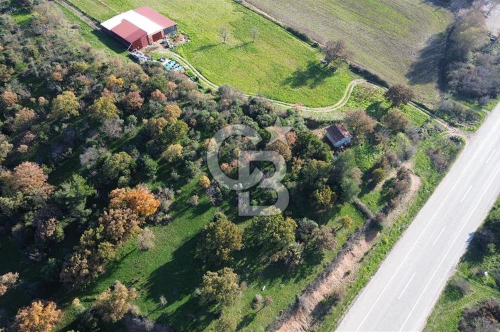 AYVACIK SÖĞÜTLÜ ANAYOLA CEPHE SATILIK 24 DÖNÜM TARLA