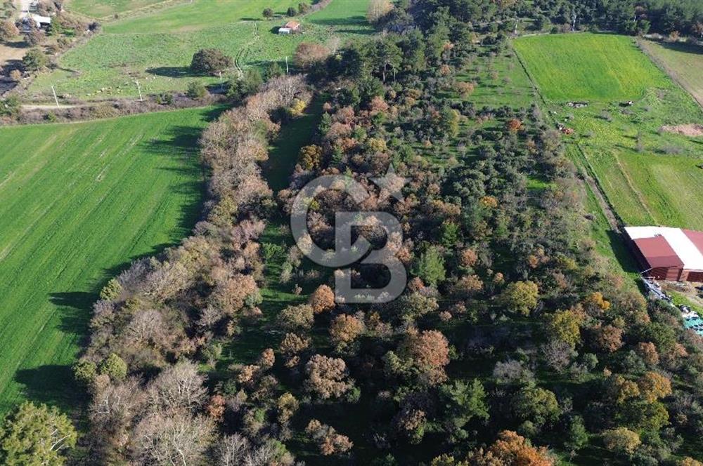 AYVACIK SÖĞÜTLÜ ANAYOLA CEPHE SATILIK 24 DÖNÜM TARLA