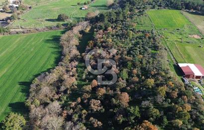 AYVACIK SÖĞÜTLÜ ANAYOLA CEPHE SATILIK 24 DÖNÜM TARLA