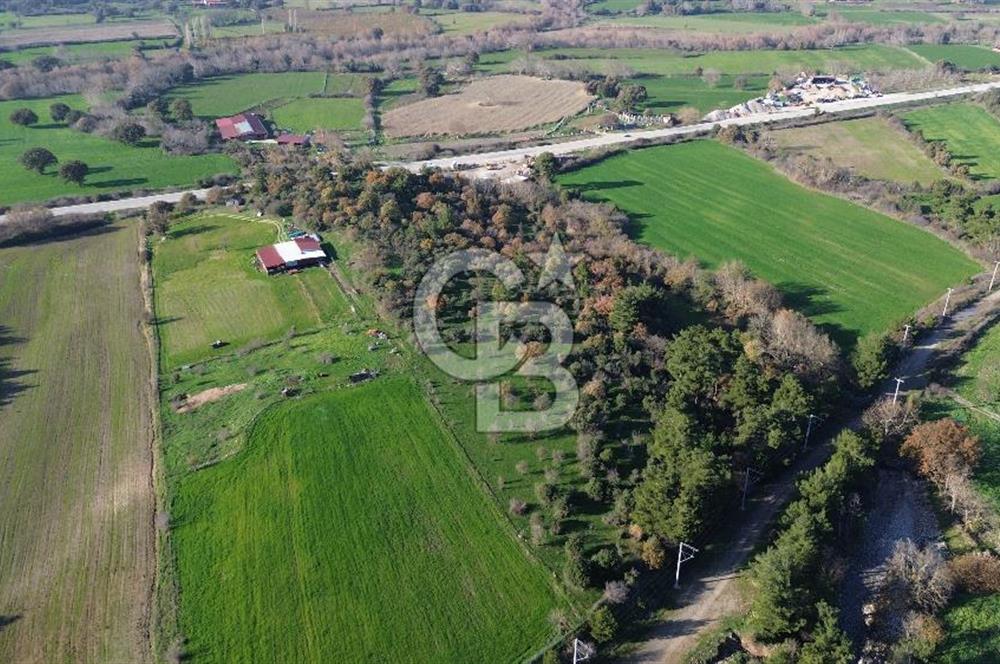 AYVACIK SÖĞÜTLÜ ANAYOLA CEPHE SATILIK 24 DÖNÜM TARLA