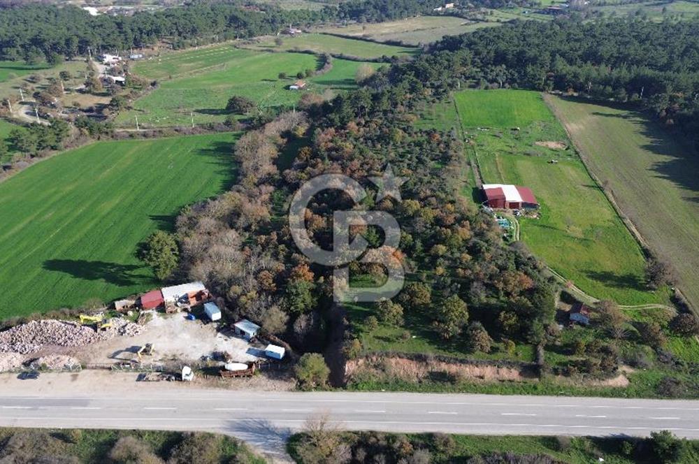 AYVACIK SÖĞÜTLÜ ANAYOLA CEPHE SATILIK 24 DÖNÜM TARLA