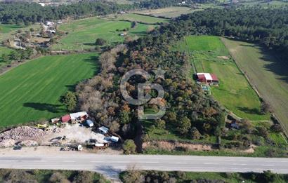 AYVACIK SÖĞÜTLÜ ANAYOLA CEPHE SATILIK 24 DÖNÜM TARLA