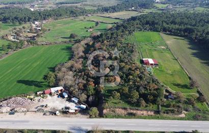 AYVACIK SÖĞÜTLÜDE 19 DÖNÜM ANAYOLA CEPHE SATILIK ARAZİ