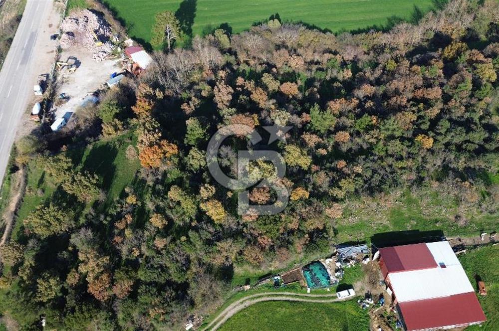 AYVACIK SÖĞÜTLÜ ANAYOLA CEPHE SATILIK 24 DÖNÜM TARLA