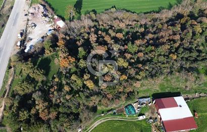 AYVACIK SÖĞÜTLÜ ANAYOLA CEPHE SATILIK 24 DÖNÜM TARLA