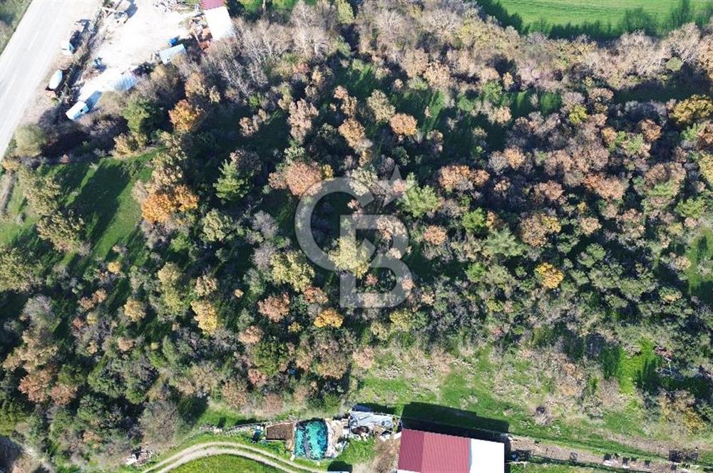 AYVACIK SÖĞÜTLÜ ANAYOLA CEPHE SATILIK 24 DÖNÜM TARLA