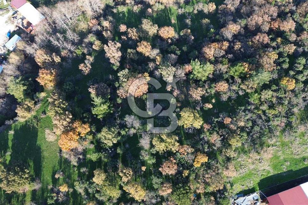 AYVACIK SÖĞÜTLÜ ANAYOLA CEPHE SATILIK 24 DÖNÜM TARLA