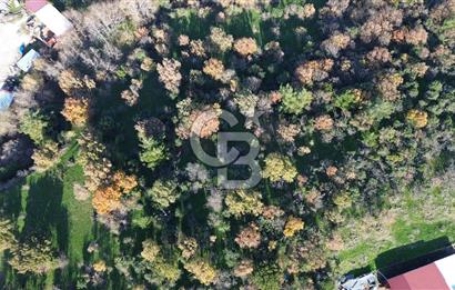 AYVACIK SÖĞÜTLÜ ANAYOLA CEPHE SATILIK 24 DÖNÜM TARLA