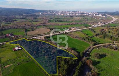 AYVACIK SÖĞÜTLÜ ANAYOLA CEPHE SATILIK 24 DÖNÜM TARLA