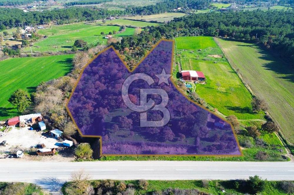 AYVACIK SÖĞÜTLÜ ANAYOLA CEPHE SATILIK 24 DÖNÜM TARLA