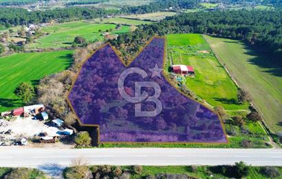 AYVACIK SÖĞÜTLÜ ANAYOLA CEPHE SATILIK 24 DÖNÜM TARLA