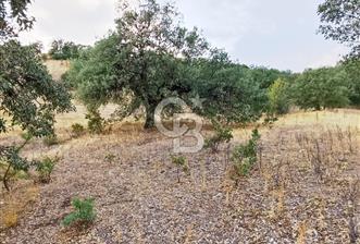 MANİSA'DA CEVİZ BADEM VE ZEYTİN İÇİN İDEAL 25 DÖNÜM ARAZİ - 2 - 340213