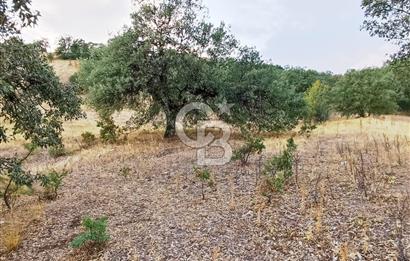 MANİSA'DA CEVİZ BADEM VE ZEYTİN İÇİN İDEAL 25 DÖNÜM ARAZİ