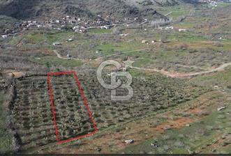 COLDWELL BANKERDEN YEŞİLYÖREDE ZEYTİNLİK - 2 - 340362