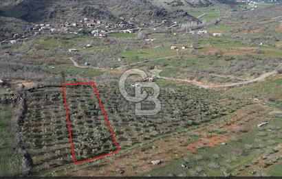 COLDWELL BANKERDEN YEŞİLYÖREDE ZEYTİNLİK