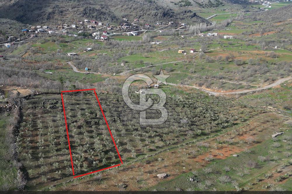 COLDWELL BANKERDEN YEŞİLYÖREDE ZEYTİNLİK