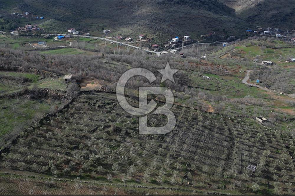 COLDWELL BANKERDEN YEŞİLYÖREDE ZEYTİNLİK