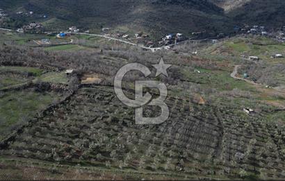 COLDWELL BANKERDEN YEŞİLYÖREDE ZEYTİNLİK