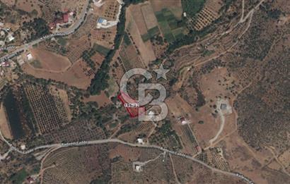 CB'DEN YEŞİLYÖREDE SATILIK FIRSAT ZEYTİNLİK