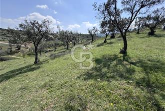 CB CITY'DEN BİLECİK OSMANELİ'DE KONUT İMARLI SATILIK ARSA - 1 - 340273