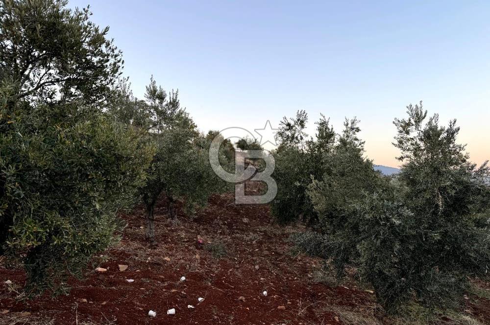 COLDWELL BANKERDEN YEŞİLYÖREDE ZEYTİNLİK