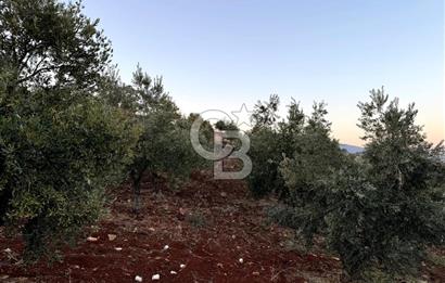 COLDWELL BANKERDEN YEŞİLYÖREDE ZEYTİNLİK