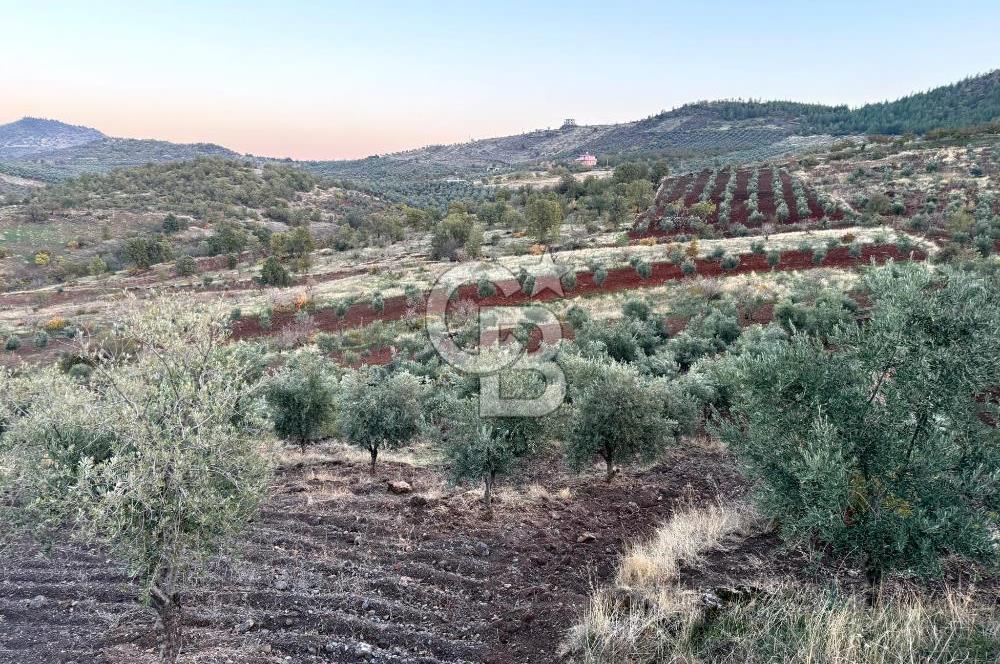 COLDWELL BANKERDEN YEŞİLYÖREDE ZEYTİNLİK