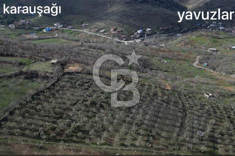 COLDWELL BANKERDEN YEŞİLYÖREDE ZEYTİNLİK