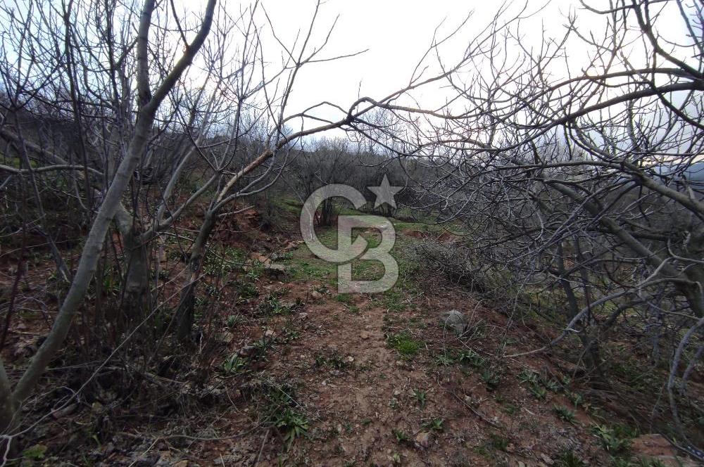 CB'DEN YEŞİLYÖREDE (1.597m2) TEK TAPU TARLA