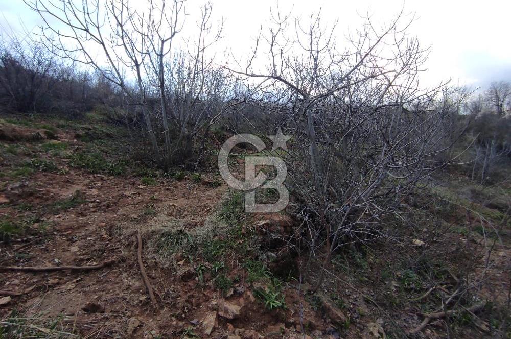 CB'DEN YEŞİLYÖREDE (1.597m2) TEK TAPU TARLA