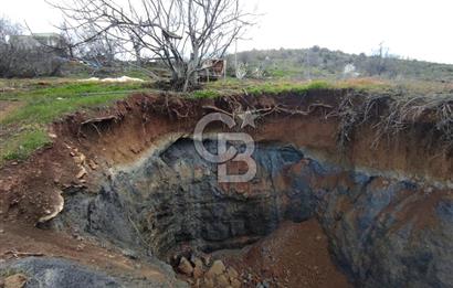 CB'DEN YEŞİLYÖREDE SATILIK FIRSAT ZEYTİNLİK