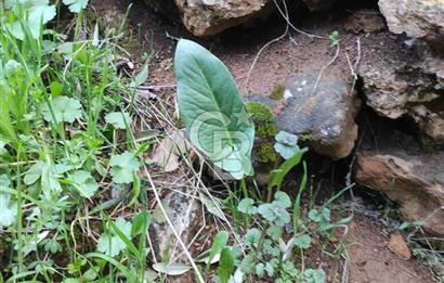 CB'DEN YEŞİLYÖREDE SATILIK FIRSAT ZEYTİNLİK