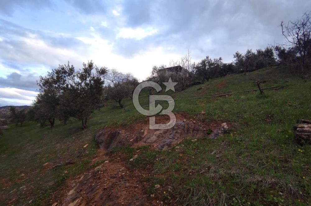 CB'DEN YEŞİLYÖREDE SATILIK FIRSAT ZEYTİNLİK