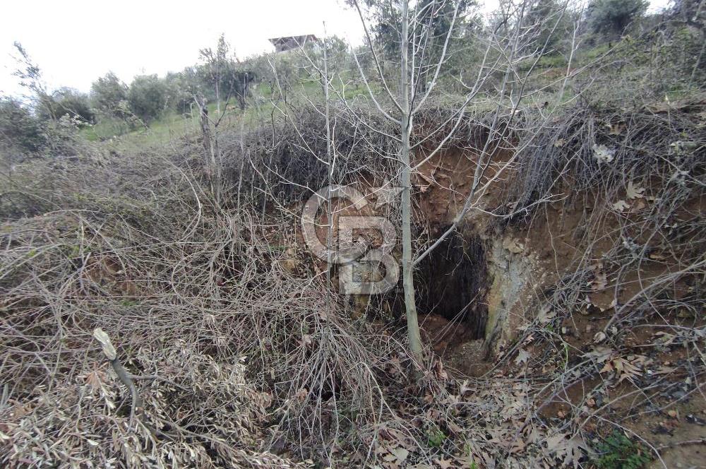 CB'DEN YEŞİLYÖREDE SATILIK FIRSAT ZEYTİNLİK