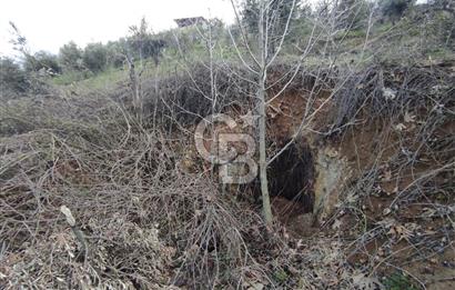 CB'DEN YEŞİLYÖREDE SATILIK FIRSAT ZEYTİNLİK