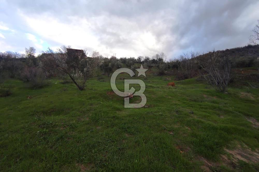 CB'DEN YEŞİLYÖREDE SATILIK FIRSAT ZEYTİNLİK