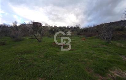 CB'DEN YEŞİLYÖREDE SATILIK FIRSAT ZEYTİNLİK