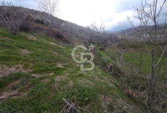 CB'DEN YEŞİLYÖREDE SATILIK FIRSAT ZEYTİNLİK - 2 - 340274