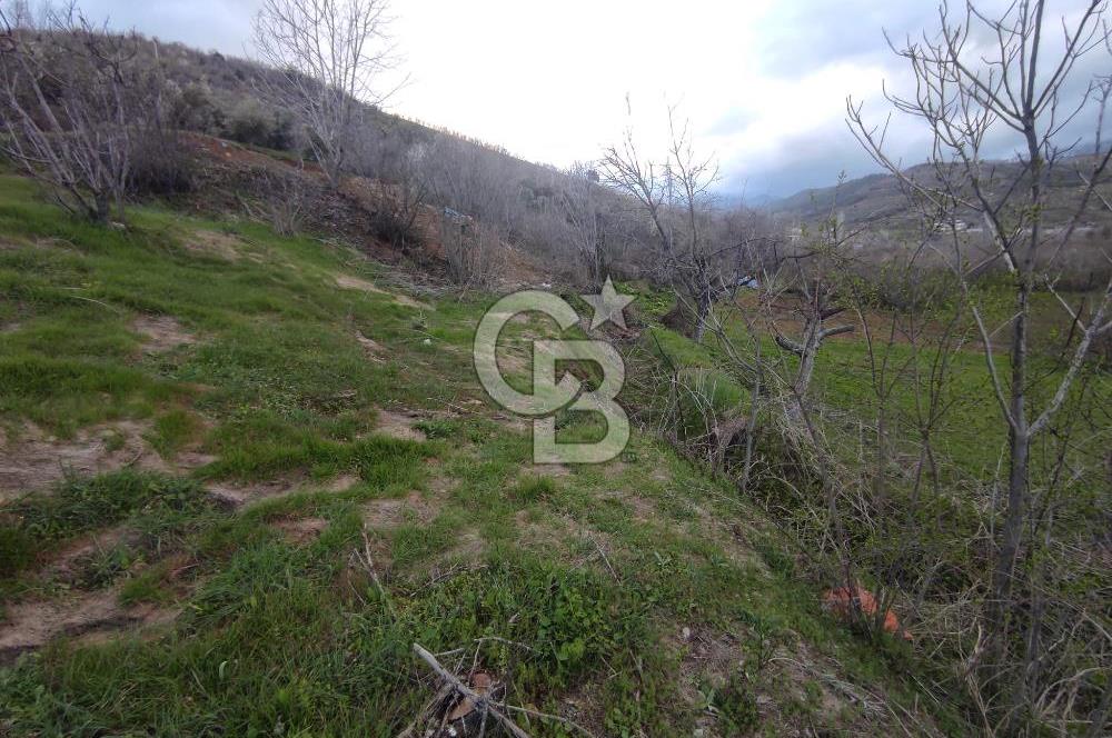 CB'DEN YEŞİLYÖREDE SATILIK FIRSAT ZEYTİNLİK