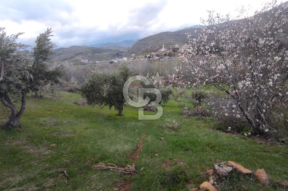 CB'DEN YEŞİLYÖREDE SATILIK FIRSAT ZEYTİNLİK