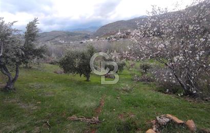 CB'DEN YEŞİLYÖREDE SATILIK FIRSAT ZEYTİNLİK