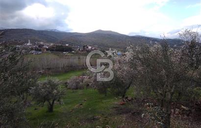 CB'DEN YEŞİLYÖREDE SATILIK FIRSAT ZEYTİNLİK