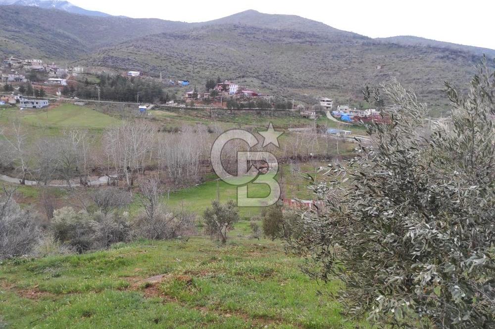 CB'DEN YEŞİLYÖREDE SATILIK FIRSAT ZEYTİNLİK