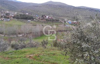 CB'DEN YEŞİLYÖREDE SATILIK FIRSAT ZEYTİNLİK