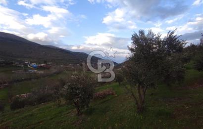 CB'DEN YEŞİLYÖREDE SATILIK FIRSAT ZEYTİNLİK